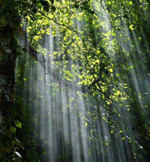 forest-light-nature-70365